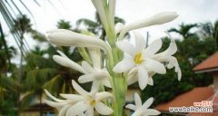 用晚香玉花的美丽传达幸福和希望的信息 晚香玉花语