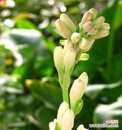 一朵芬芳的暮年之花 晚香玉花的寓意与象征