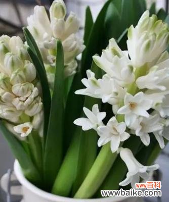 一朵芬芳的暮年之花 晚香玉花的寓意与象征