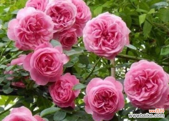 探索高贵之花的瑰丽世界 高贵花卉的华丽魅力