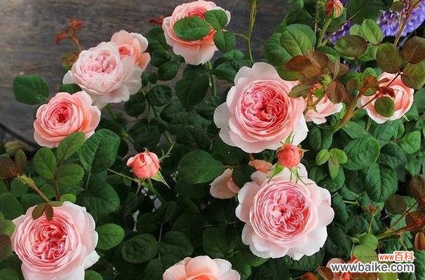 探索高贵之花的瑰丽世界 高贵花卉的华丽魅力