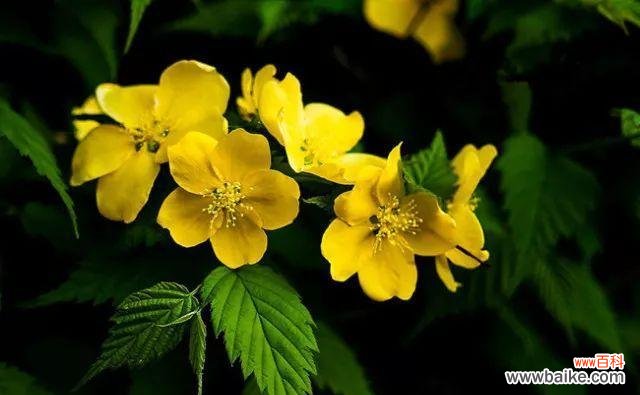 探秘荼蘼花的含义 荼蘼花之美