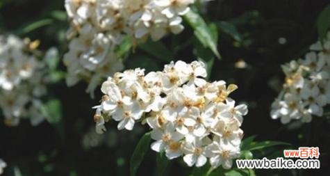 探秘荼蘼花的含义 荼蘼花之美