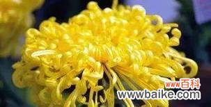 探秘荼蘼花的含义 荼蘼花之美