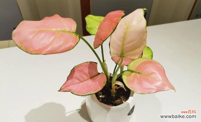 探寻万年青开花的兆头及象征意义 万年青开花的寓意