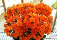 探寻万年青的神奇之处和文化寓意 万年青的象征意义及其美学价值