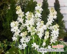 晚香玉的花语传递的令人陶醉的情感和深刻的意义 晚香玉花语的美丽寓意