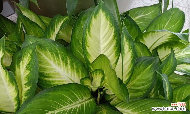 揭开万年青的寓意与象征的面纱 万年青的寓意和象征——永恒和坚韧