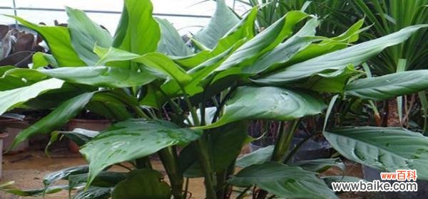 揭开万年青的寓意与象征的面纱 万年青的寓意和象征——永恒和坚韧