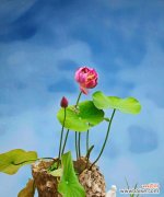 探究碗莲的象征意义及其美丽花语 碗莲——寓意与花语