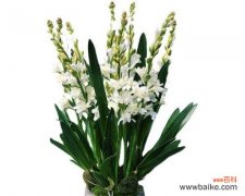 探索晚香玉的花语 晚香玉花语的深意与传承