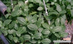 探寻网纹草背后的象征与启示 网纹草的寓意与意义