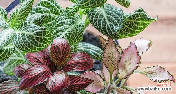 探寻网纹草背后的象征与启示 网纹草的寓意与意义