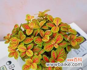 探寻网纹草背后的象征与启示 网纹草的寓意与意义