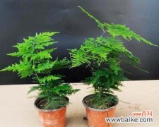 探秘文竹的好运秘密 文竹的风水及寓意