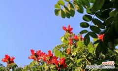 无忧花 无忧花的花语之美——传递幸福与宁静