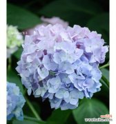 探寻无尽夏绣球花的含义及其在文化传统中的重要性 无尽夏绣球花语的传承与意义