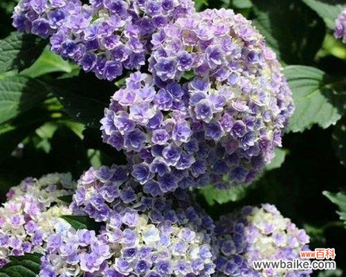 探寻无尽夏绣球花的含义及其在文化传统中的重要性 无尽夏绣球花语的传承与意义