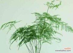 用生命之花绽放希望的力量 文竹的花语与故事