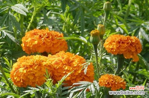 探索万寿菊花语的丰富内涵 万寿菊花语的深刻寓意与传承之魅力