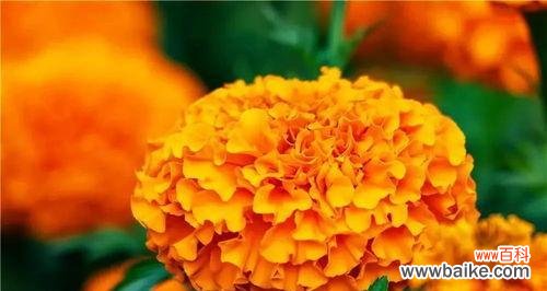 探索万寿菊花语的丰富内涵 万寿菊花语的深刻寓意与传承之魅力