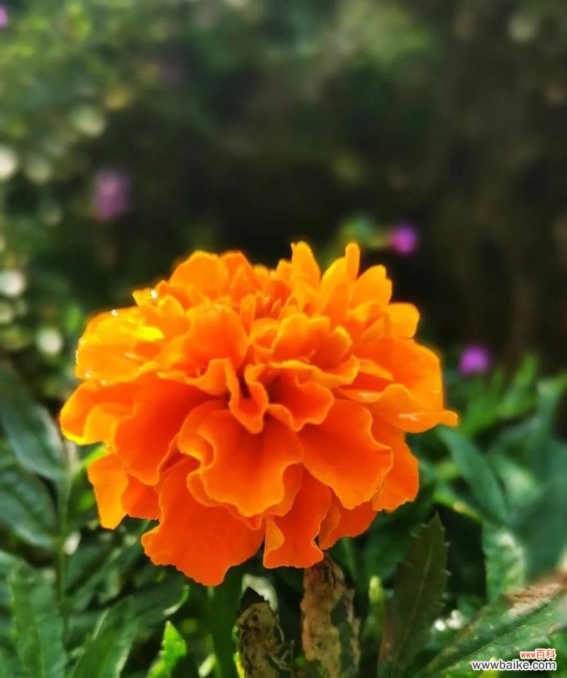 探寻万寿菊的花语与象征意义 万寿菊