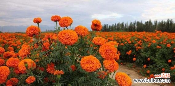揭示万寿菊背后的丰富寓意与象征 《万寿菊花语的含义及文化传承》