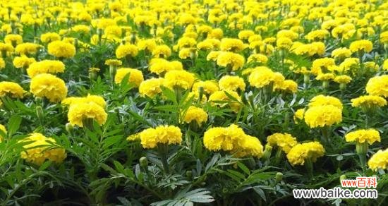 揭示万寿菊背后的丰富寓意与象征 《万寿菊花语的含义及文化传承》