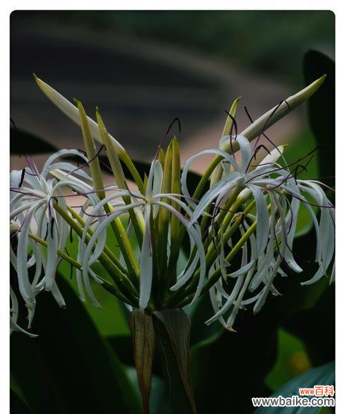 探寻文殊兰的神秘花语之谜 文殊兰花语解读