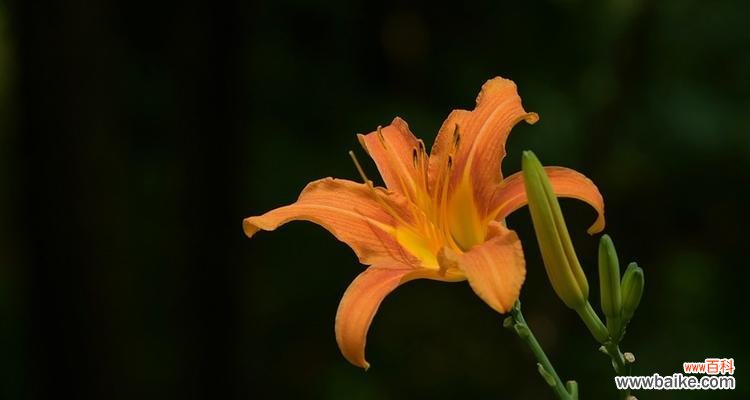 解忧助患的奇幻植物——忘忧草 忘忧草的象征意义