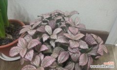 探究网纹草的美学与寓意 网纹草，自由与坚韧的象征