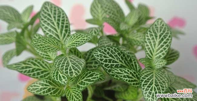 探究网纹草的美学与寓意 网纹草，自由与坚韧的象征