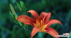 深入探究忘忧草的作用及对健康的益处 忘忧草的功效与用途