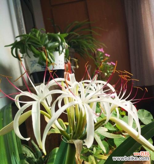 揭示文殊兰花语的意义与象征 文殊兰花语之花开智慧