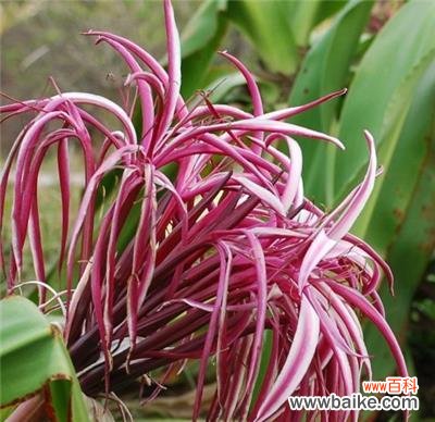 揭示文殊兰花语的意义与象征 文殊兰花语之花开智慧