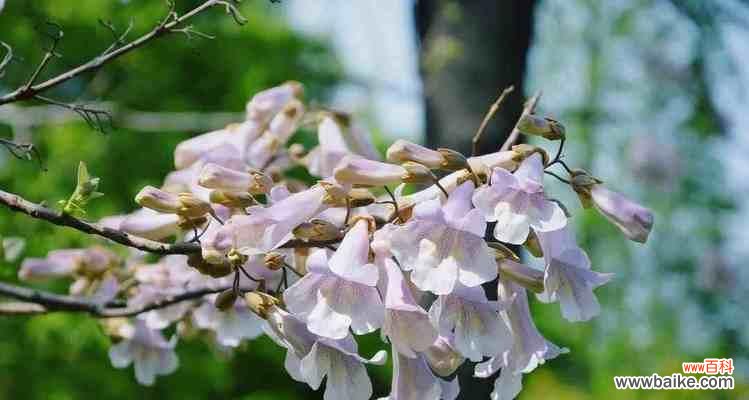 树影伴我成长——梧桐树的象征意义和文化底蕴 梧桐树的寓意与意义