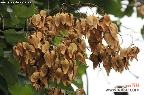 树影伴我成长——梧桐树的象征意义和文化底蕴 梧桐树的寓意与意义