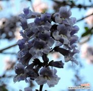 揭开梧桐花的神秘面纱 梧桐花的寓意与象征——美丽的化身