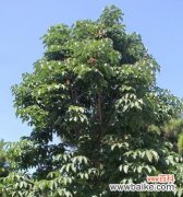 悠久历史传承的生命之树 梧桐树的寓意与风水