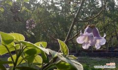 揭示梧桐花背后的情感寓意 梧桐花的花语及其深刻意义