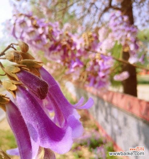 探寻梧桐树在文化与艺术中的意义 梧桐树的象征意义与内涵