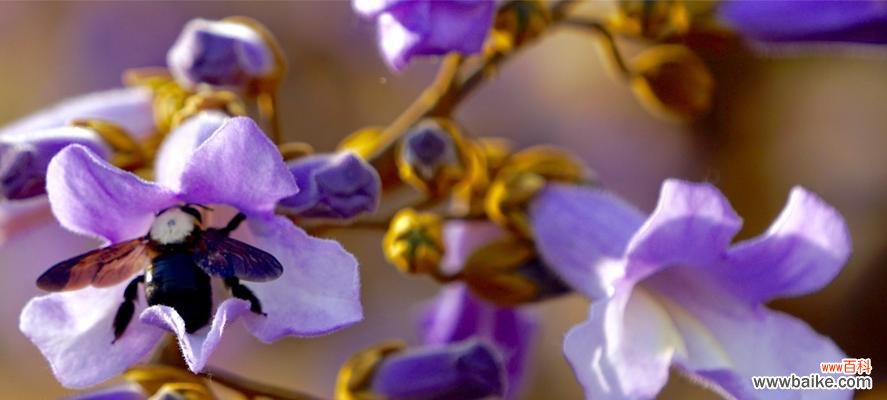 探寻梧桐树在文化与艺术中的意义 梧桐树的象征意义与内涵