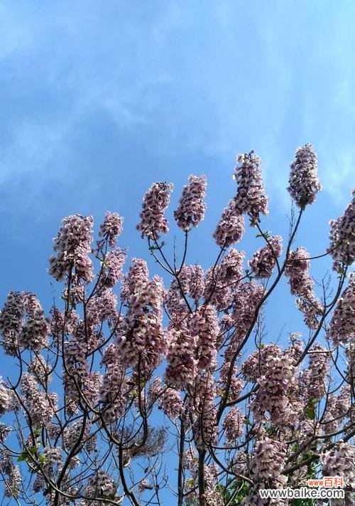 从自然之美到文化之象征——梧桐的种种象征 梧桐的寓意与象征意义