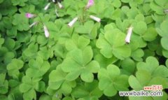 五叶草的美丽传说及其象征意义 五叶草花语揭秘