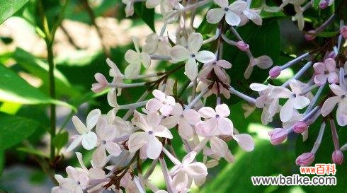美丽而寓意深远的五瓣丁香花 五瓣丁香花的含义与象征
