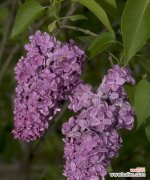 美丽而寓意深远的五瓣丁香花 五瓣丁香花的含义与象征