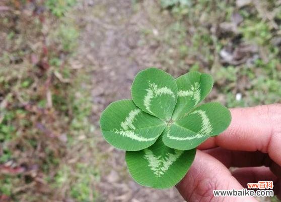 探寻幸运与希望的源泉 五叶草的寓意与象征意义