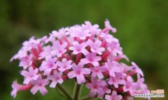 探寻幸运与希望的源泉 五叶草的寓意与象征意义