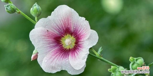 五月最美的花朵与花语 五月盛开的代表之花