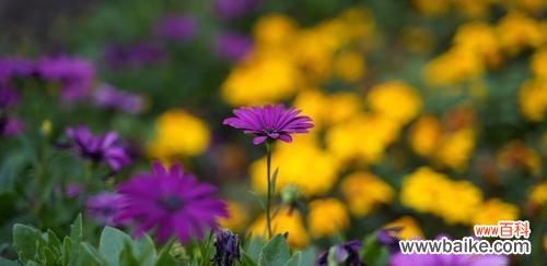 五月最美的花朵与花语 五月盛开的代表之花
